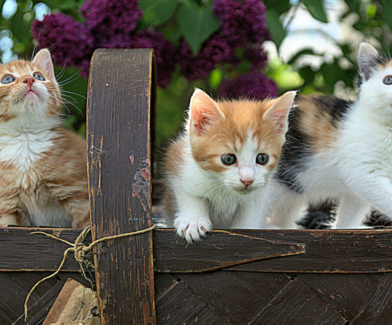 Kittens in basket